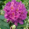 Lavender Rhododendron Live Plant - Fragrant Azalea Bush - Ready to Plant