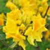 Yellow Rhododendron Azalea Bush - 1-2 Year Old Live Potted Shrub Tree
