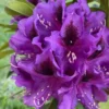 Rhododendron Azalea Bush Shrub - 1-2 Year Old Plant - Purple Burgundy
