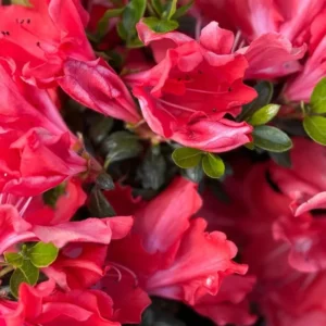 Rhododendron Azalea Bush Shrub Tree Plant - 1-2 Year Old - Vibrant Red Pink Live In Pot