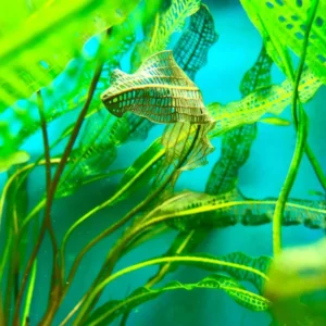 Aponogeton Live Aquarium Plants - 1-2 Bulbs - Freshwater Aquatic Planting