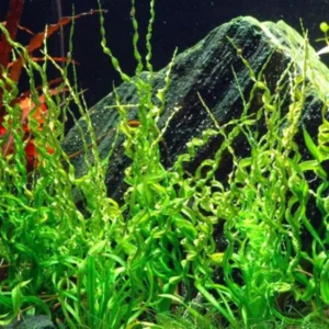Corkscrew Sword Aquarium Plants Live - Curly Aquatic Plant - Freshwater Aquarium Planting