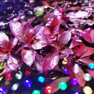 Live Aquarium Plants Mix - 7 Species Freshwater Fish Tank Ludwigia Stems