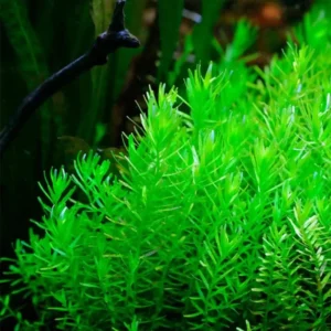 Green Rotala Aquarium Plants Live Bundle - 5-7 Stems Freshwater Aquatic