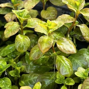 Live Ludwigia Aquarium Plants - Round Leaf Aquatic Plants for Freshwater Aquariums