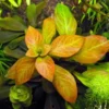 Live Ludwigia Aquarium Plants - Round Leaf Aquatic Plants for Freshwater Aquariums
