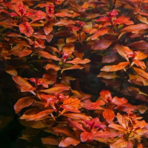 Live Ludwigia Aquarium Plants - 5-7 Stems - Freshwater Tank Decor