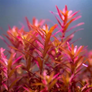 Red Rotala Rotundifolia Live Aquarium Plants - 5-7 Stems - Freshwater Aquatic