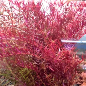 Red Rotala Rotundifolia Live Aquarium Plants - 5-7 Stems - Freshwater Aquatic