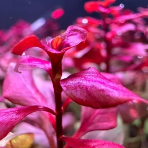 Ludwigia Aquatic Plants - Super Red Aquarium Plants Bundle - 5-7 Stems - Freshwater Live