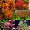 Live Freshwater Aquarium Plants - Mixed Red Stems for Fish Tank