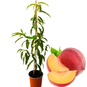 Belle of Georgia Peach Tree Plants - 2 Live Dormant Bare Roots - 12-18 inch - Backyard Orchard