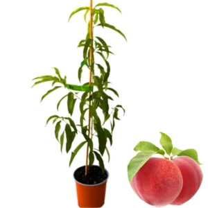 Belle of Georgia Peach Tree Plants - 2 Live Dormant Bare Roots - 12-18 inch - Backyard Orchard