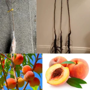 Belle of Georgia Peach Tree Plants - 2 Live Dormant Bare Roots - 12-18 inch - Backyard Orchard