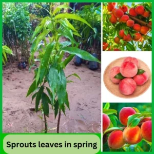 Belle of Georgia Peach Trees - 2 Bare Root Live Plants - 12-18 Inch Dormant Peaches Plant