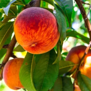 Belle of Georgia Peach Trees - 2 Bare Root Live Plants - 12-18 Inch Dormant Peaches Plant