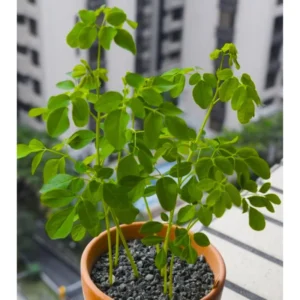 Moringa Oleifera Tree Plant Live - Drumstick Horseradish Trees - 2.5 Inch Pot
