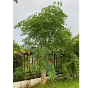 Moringa Oleifera Tree Plant Live - Drumstick Horseradish Trees - 2.5 Inch Pot