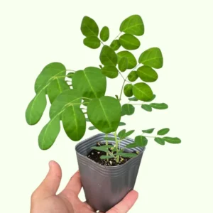 Moringa Plant Live Malunggay Seedling - 2.5" Pot - Drumstick Horseradish Tree