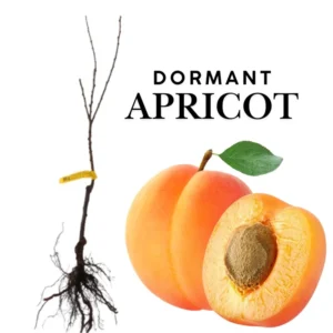 Apricot Trees Live Plant - 2 Bare Root Trees 1-2 ft - Home Garden Fresh Fruit