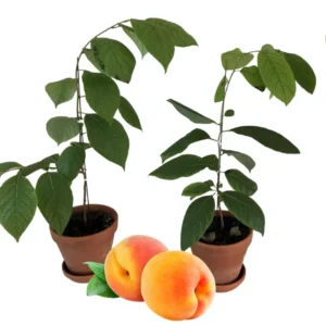 Apricot Trees - 2 Bare Root Apricot Trees - 1-2 Ft Tall - Ready to Grow Sweet Apricots