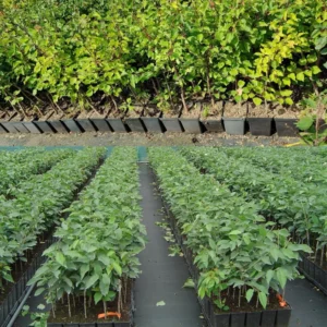 Apricot Trees - 2 Bare Root Apricot Trees - 1-2 Ft Tall - Ready to Grow Sweet Apricots