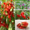 Red Goji Berry Plant - 2 Live Bushes 6-10" Starter Trees