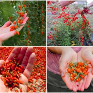 Red Goji Berry Plant - 2 Live Bushes 6-10" Starter Trees