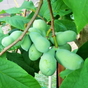 Pawpaw Trees - 2 Live Asimina Triloba Tree Starters - 5-7 Inch Plants