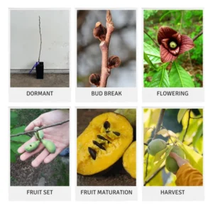 Pawpaw Trees - 2 Live Asimina Triloba Tree Starters - 5-7 Inch Plants