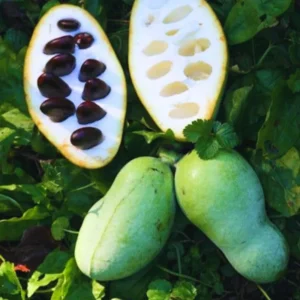 Pawpaw Fruit Trees - 2 Live Paw Paw Plants Starter - 5-7" Tall - Hardy Sweet Fruit