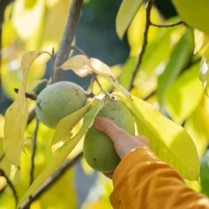 Pawpaw Fruit Trees - 2 Live Paw Paw Plants Starter - 5-7