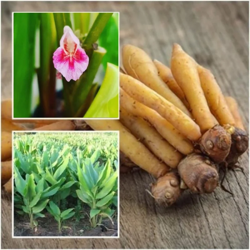 Live Finger Root Plant Tuber - Thai Fingerroot Herb Root for Growing