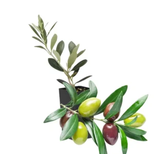 Arbequina Olive Plant Live Tree - High Yield Starter Size - Outdoor Planting