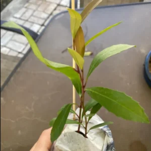 Yerba Mate Tree Live Plants Starter Set - 3 Plants 4-6 Inch Outdoor