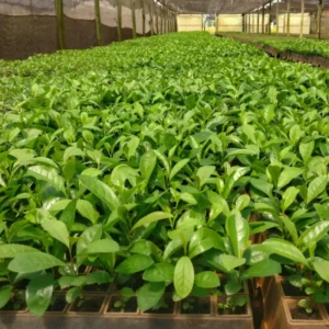 Yerba Mate Trees - Combo 3 Live Starter Plants - 4-6 Inches - No Pot