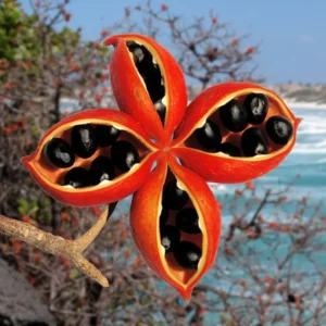 Peanut Tree Live Plant Starter 4-6 Inches - Grow Your Own Peanuts