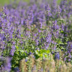 Live Catnip Plants Starter Set - 3 Pack - Gardening Herbs