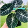 Alocasia Black Velvet Live Plant Set - Tropical Indoor Plant 4-6 Inches