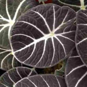 Alocasia Black Velvet Live Plant Set - Tropical Indoor Plant 4-6 Inches