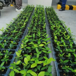 Bay Leaf Plants Laurus Nobilis Pack 2, 4-9 Inch Starter Trees