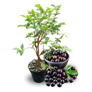 Jabuticaba Plant - 1 Year Old Brazilian Grape Tree Seedling 10-12 Inches Live Plant