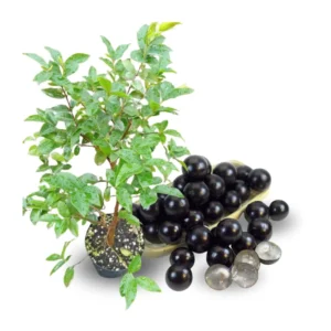 Jabuticaba Tree Live Plant - 10-12 Inch Brazilian Grape Seedling