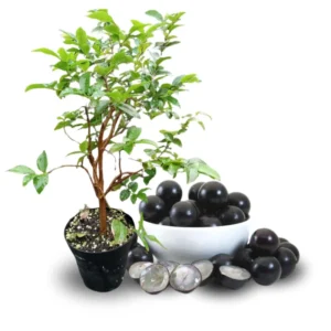 Jabuticaba Tree Live Plant - 10-12 Inch Brazilian Grape Seedling