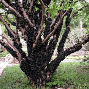 Black Jaboticaba Tree Live Plant - 1 Year Old Seedling - 1 Feet Tall