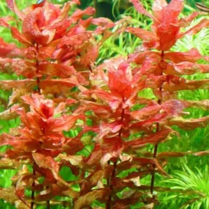 Red Ludwigia Repens Aquarium Plant - 5-7 Live Stems - Vibrant Red Aquatic Decor
