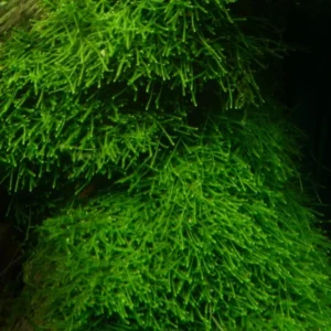Java Moss Live Aquarium Plant Portion - Freshwater Aquatic Moss