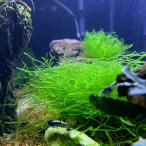 Java Moss Live Aquarium Plant Portion - Freshwater Aquatic Moss