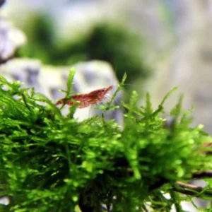 Live Weeping Moss Aquarium Plant - 4oz Cup - Lush Green Aquatic Moss