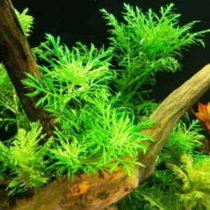 Water Wisteria Live Aquarium Plants 5-7 Stems - Freshwater Aquatic Bundle
